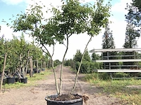 4x krentenboompje amelanchier lamarckii, meerstammig, witte bloesem, ca. 3 m hoog - afbeelding 4 van  5
