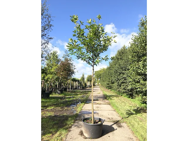 4x laurierkers prunus 'novita', leigeschikt, wintergroen, ca. 4 m hoog - afbeelding 1 van  2