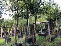 4x laurierkers prunus 'novita', leigeschikt, wintergroen, ca. 4 m hoog - afbeelding 2 van  2