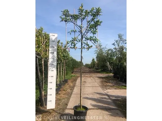 4x leilaurier prunus 'novita', leiboom, , 3 m hoog - afbeelding 1 van  3