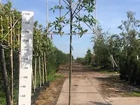 4x leilaurier prunus 'novita', leiboom, , 3 m hoog - afbeelding 1 van  3
