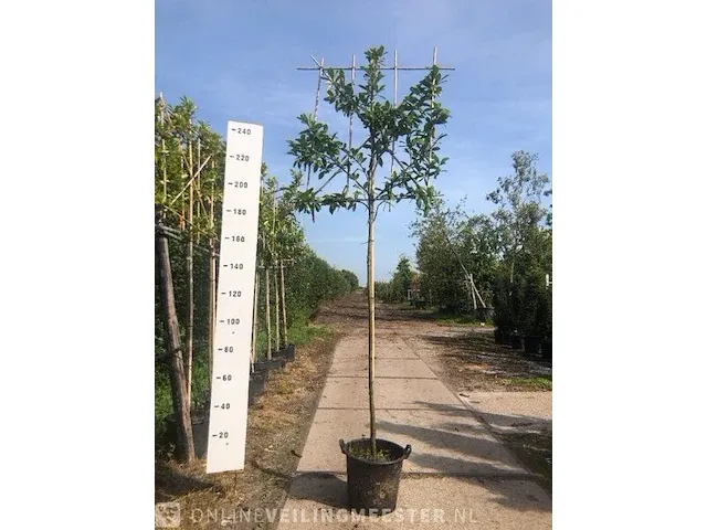 4x leilaurier prunus 'novita', leiboom, , 3 m hoog - afbeelding 2 van  3