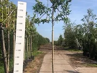 4x leilaurier prunus 'novita', leiboom, , 3 m hoog - afbeelding 2 van  3