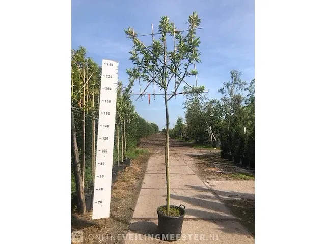 4x leilaurier prunus 'novita', leiboom, , 3 m hoog - afbeelding 3 van  3