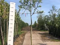 4x leilaurier prunus 'novita', leiboom, , 3 m hoog - afbeelding 3 van  3