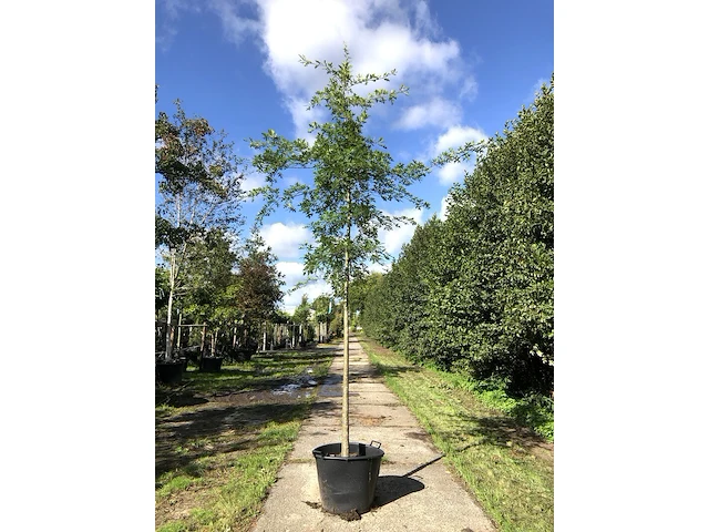 4x moeraseik quercus palustris, ca. 4 m hoog - afbeelding 1 van  4