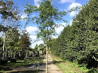 4x moeraseik quercus palustris, ca. 4 m hoog - afbeelding 1 van  4