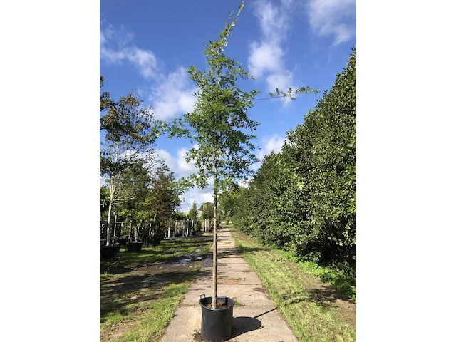 4x moeraseik quercus palustris, ca. 4 m hoog - afbeelding 2 van  4