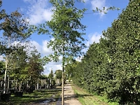 4x moeraseik quercus palustris, ca. 4 m hoog - afbeelding 2 van  4