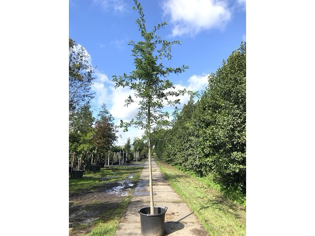 4x moeraseik quercus palustris, ca. 4 m hoog - afbeelding 3 van  4