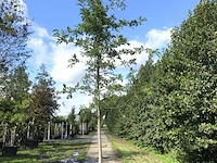 4x moeraseik quercus palustris, ca. 4 m hoog - afbeelding 3 van  4