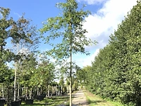 4x moeraseik quercus palustris, ca. 4 m hoog - afbeelding 4 van  4