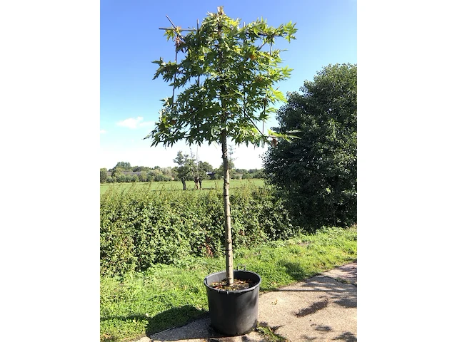4x oosterse plataan platanus 'minaret', leiboom, ca. 180 cm stamhoogte - afbeelding 1 van  4