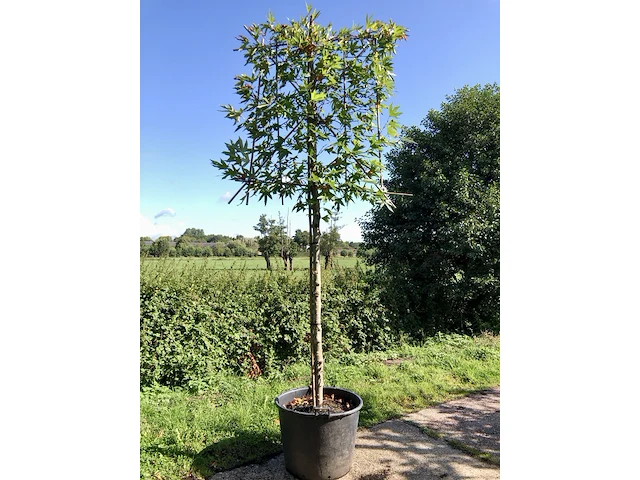 4x oosterse plataan platanus 'minaret', leiboom, ca. 180 cm stamhoogte - afbeelding 2 van  4