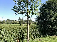 4x oosterse plataan platanus 'minaret', leiboom, ca. 180 cm stamhoogte - afbeelding 2 van  4