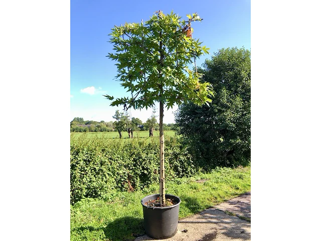 4x oosterse plataan platanus 'minaret', leiboom, ca. 180 cm stamhoogte - afbeelding 3 van  4