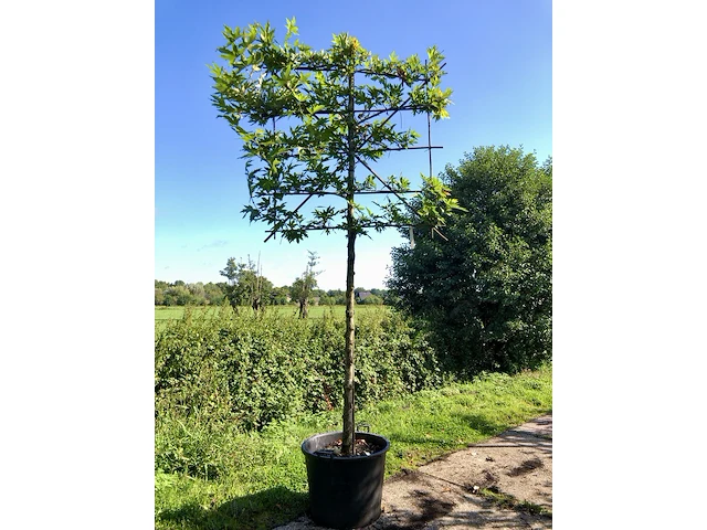 4x oosterse plataan platanus 'minaret', leiboom, ca. 180 cm stamhoogte - afbeelding 4 van  4