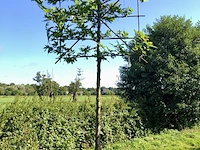 4x oosterse plataan platanus 'minaret', leiboom, ca. 180 cm stamhoogte - afbeelding 4 van  4