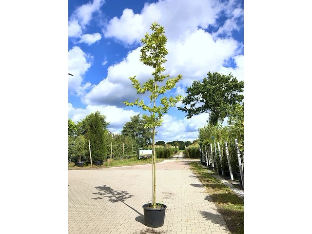 4x oosterse plataan platanus 'minaret', loofboom, ca. 4 m hoog - afbeelding 1 van  4