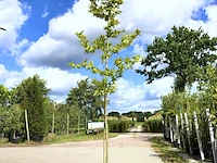 4x oosterse plataan platanus 'minaret', loofboom, ca. 4 m hoog - afbeelding 1 van  4