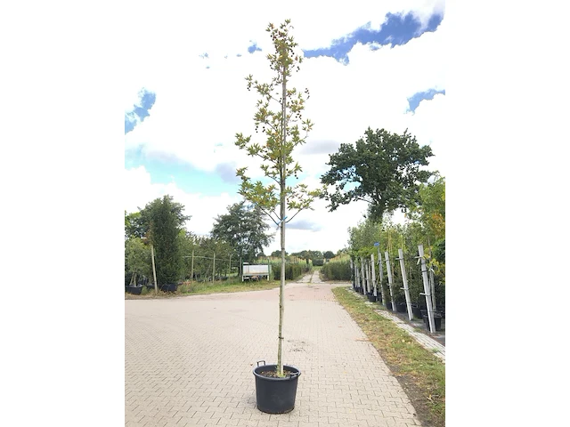 4x oosterse plataan platanus 'minaret', loofboom, ca. 4 m hoog - afbeelding 2 van  4