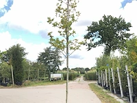 4x oosterse plataan platanus 'minaret', loofboom, ca. 4 m hoog - afbeelding 2 van  4