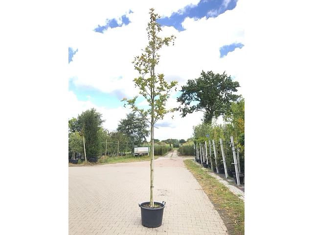 4x oosterse plataan platanus 'minaret', loofboom, ca. 4 m hoog - afbeelding 4 van  4