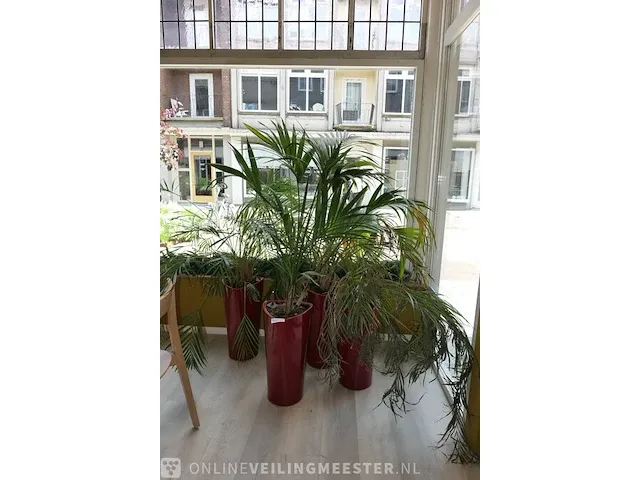 4x plant in pot - afbeelding 1 van  6