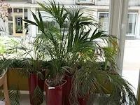 4x plant in pot - afbeelding 1 van  6