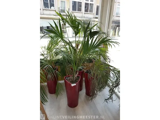4x plant in pot - afbeelding 2 van  6