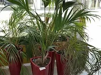 4x plant in pot - afbeelding 2 van  6