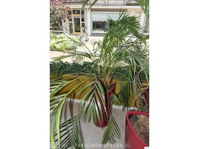 4x plant in pot - afbeelding 3 van  6