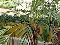 4x plant in pot - afbeelding 3 van  6