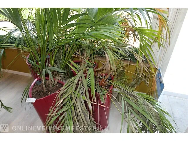 4x plant in pot - afbeelding 4 van  6