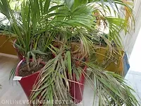 4x plant in pot - afbeelding 4 van  6