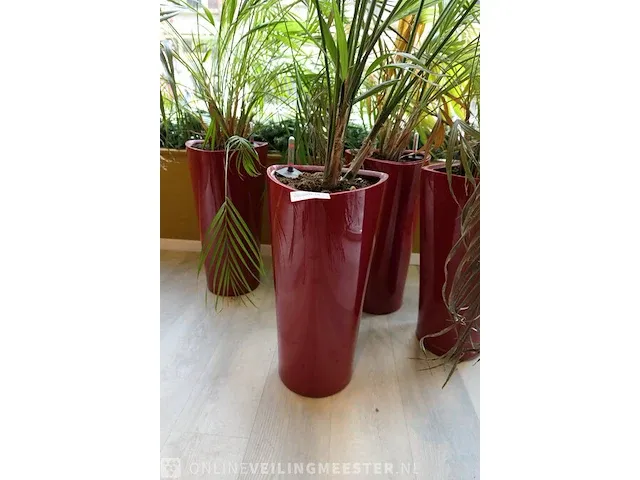 4x plant in pot - afbeelding 5 van  6
