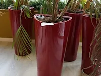 4x plant in pot - afbeelding 5 van  6