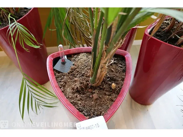 4x plant in pot - afbeelding 6 van  6