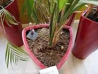 4x plant in pot - afbeelding 6 van  6