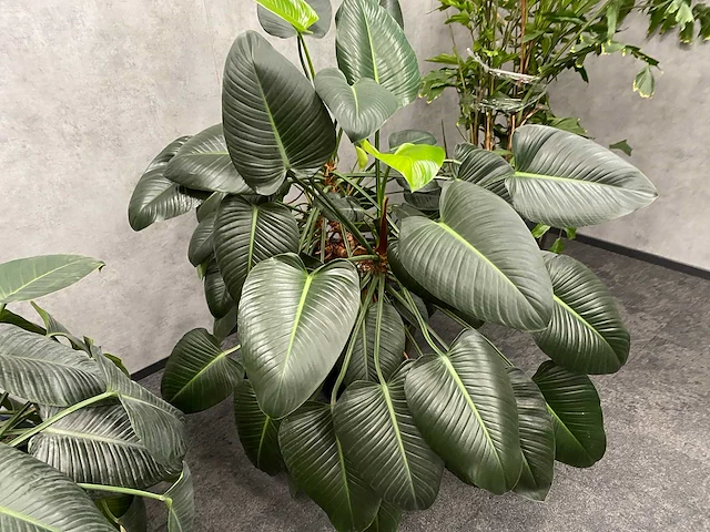 4x plant met pot - hydro cultuur - afbeelding 2 van  10