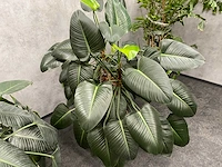 4x plant met pot - hydro cultuur - afbeelding 2 van  10