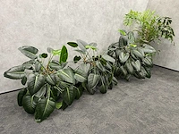4x plant met pot - hydro cultuur - afbeelding 1 van  10