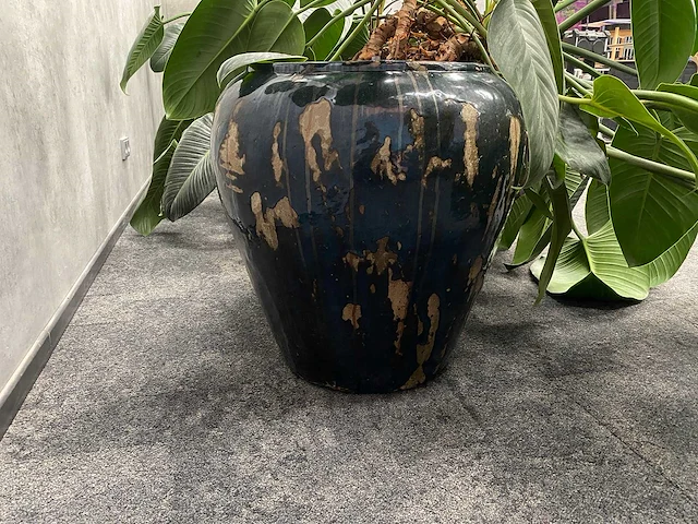 4x plant met pot - hydro cultuur - afbeelding 3 van  10