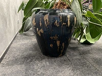 4x plant met pot - hydro cultuur - afbeelding 3 van  10