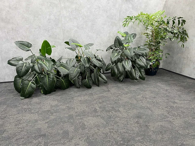 4x plant met pot - hydro cultuur - afbeelding 4 van  10