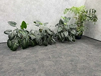 4x plant met pot - hydro cultuur - afbeelding 4 van  10