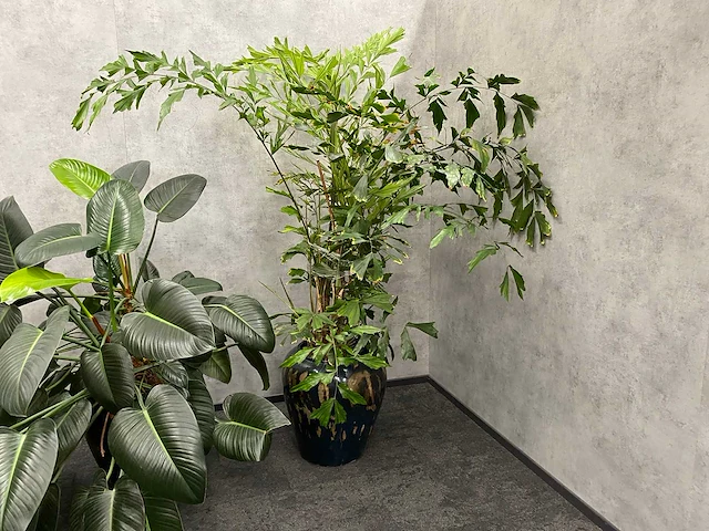 4x plant met pot - hydro cultuur - afbeelding 5 van  10