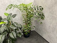 4x plant met pot - hydro cultuur - afbeelding 5 van  10