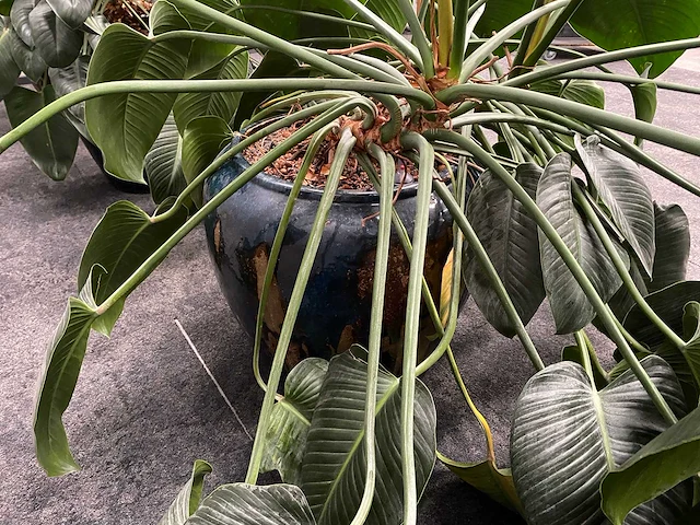 4x plant met pot - hydro cultuur - afbeelding 7 van  10