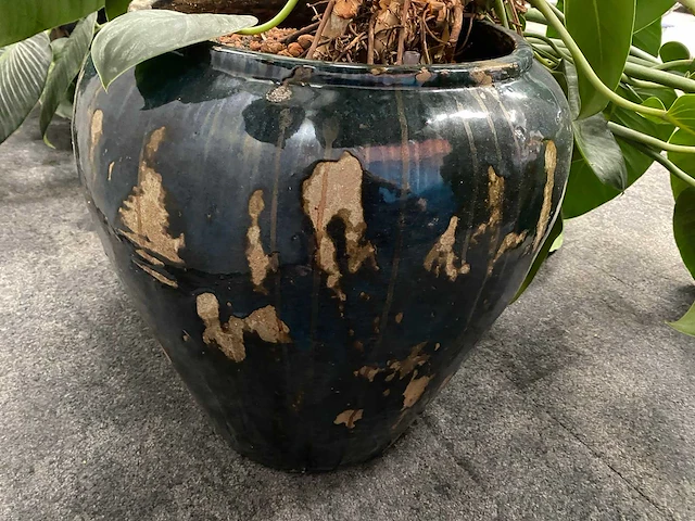 4x plant met pot - hydro cultuur - afbeelding 8 van  10